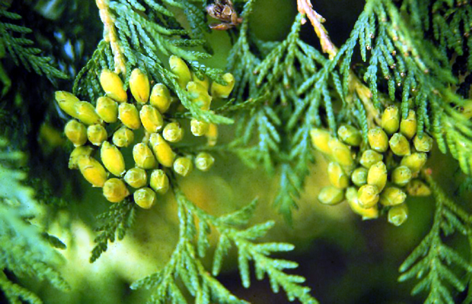 Cedar Leaf (Thuja) 15 ml
