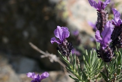 Lavender (Stoechas) 15ml