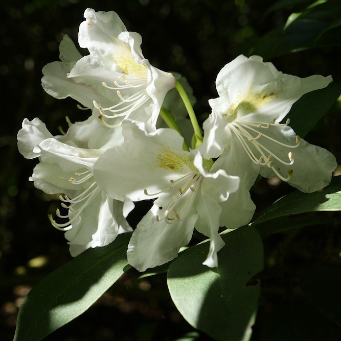 Rhododendron  120ml