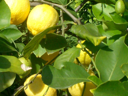 Lemon (Citrus limon)  120 ml