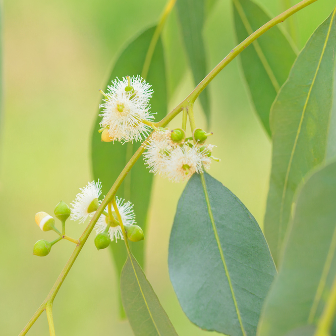 Eucalyptus (Blue Gum - globulus)  15 ml